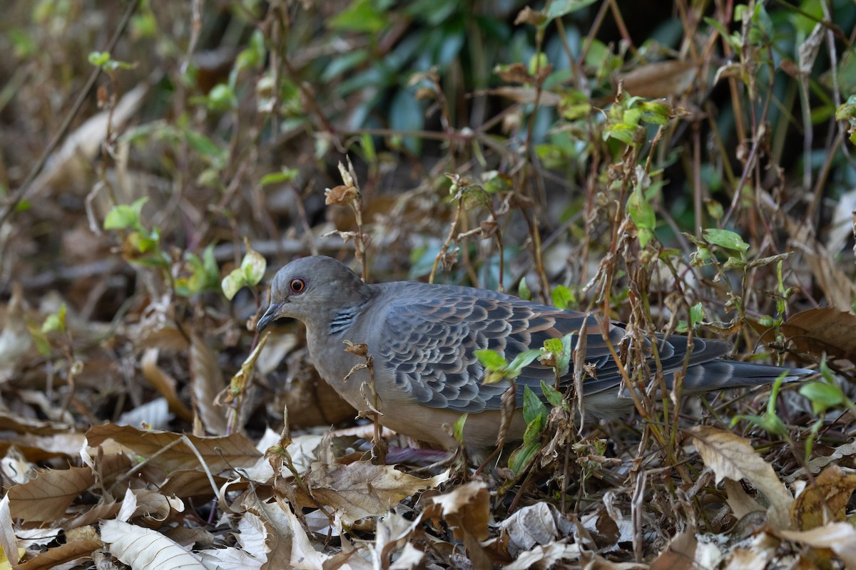 Горлиця велика - ML647778093