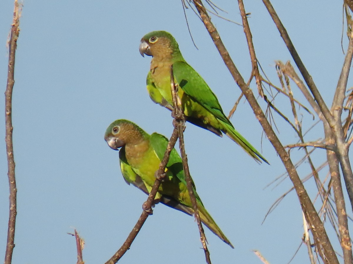 Brown-throated Parakeet - ML647778101