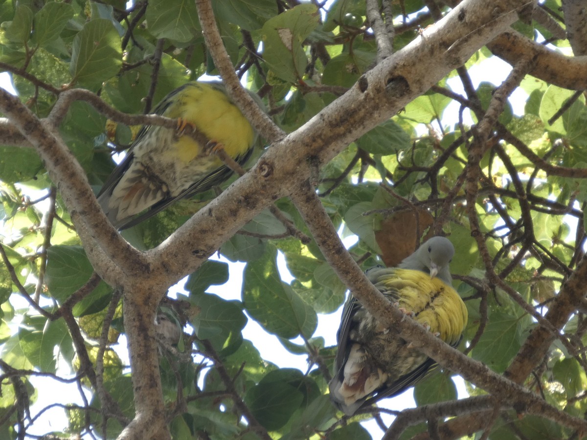 Bruce's Green-Pigeon - ML647778103
