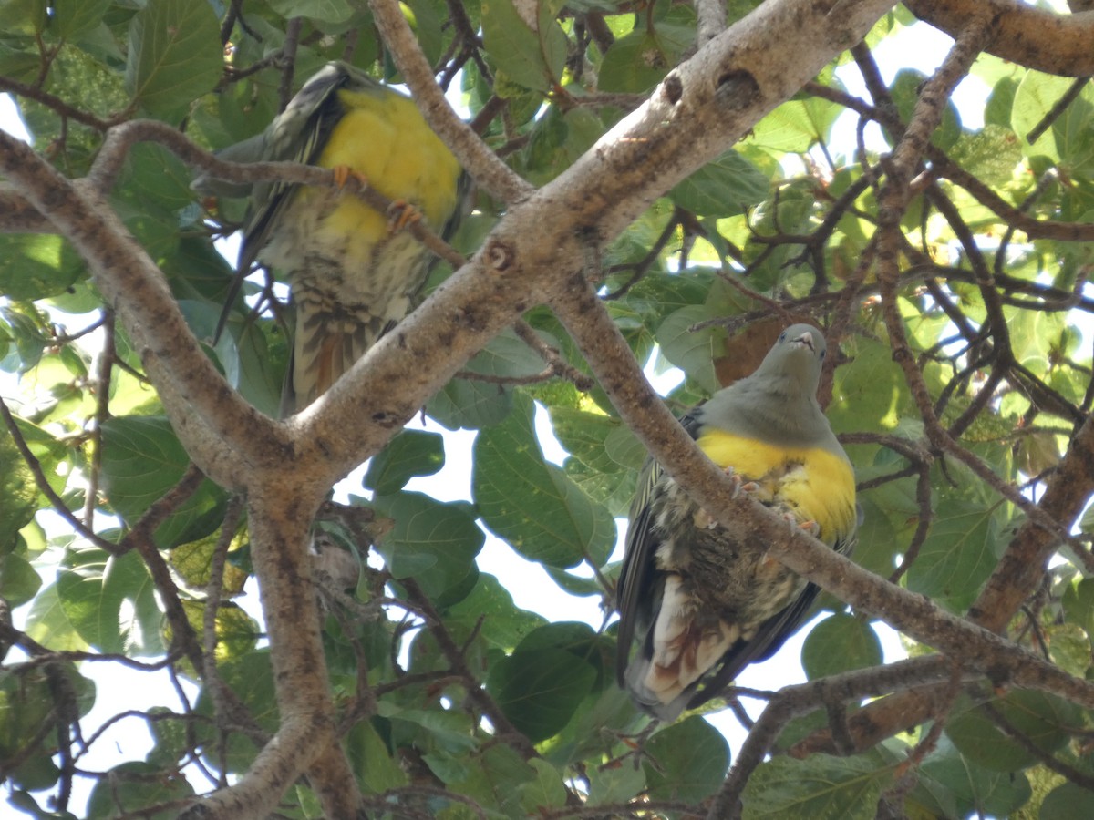Bruce's Green-Pigeon - ML647778105