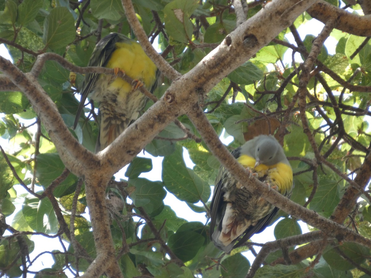 Bruce's Green-Pigeon - ML647778106
