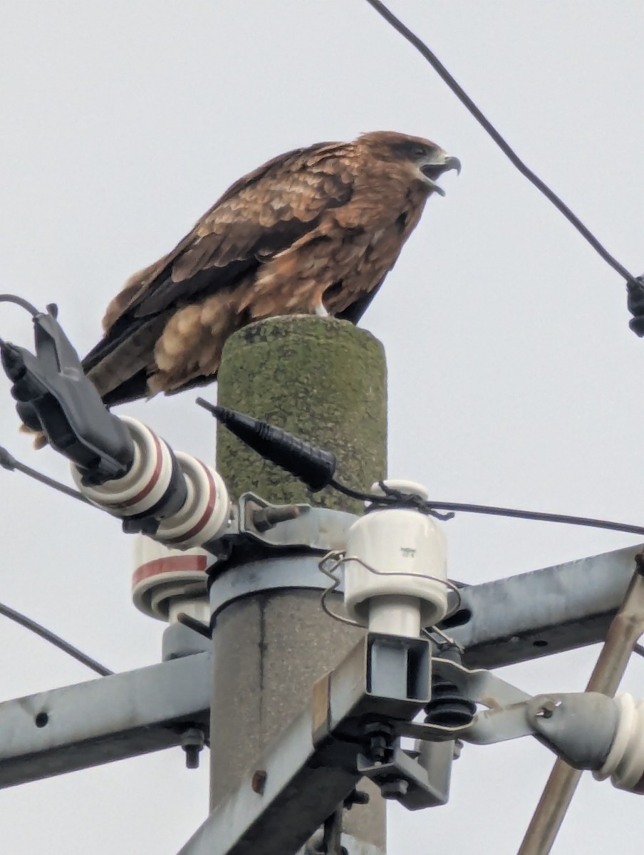 黑鳶 - ML647778108