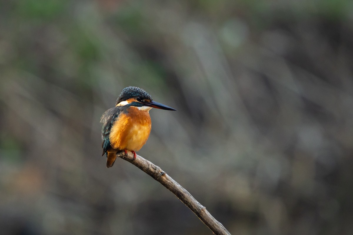 翠鳥(atthis群) - ML647778110