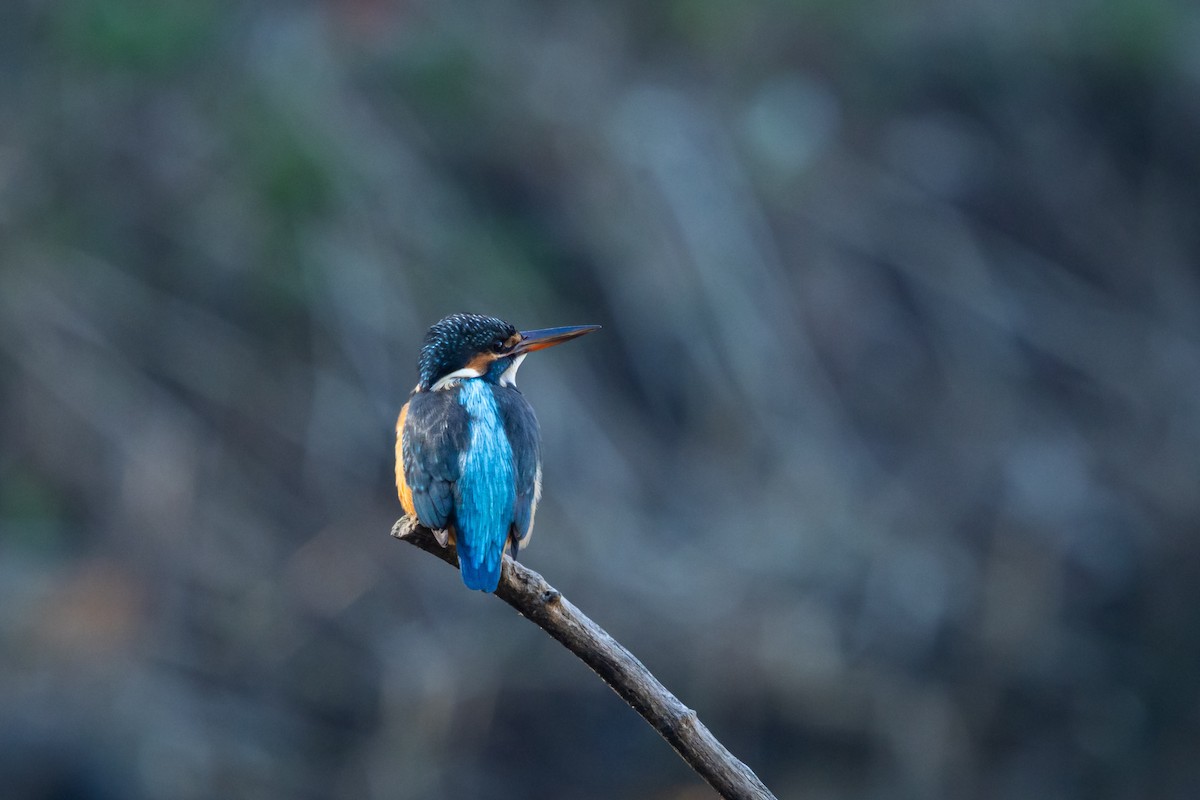 翠鳥(atthis群) - ML647778111