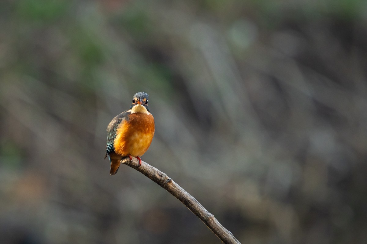 翠鳥(atthis群) - ML647778112