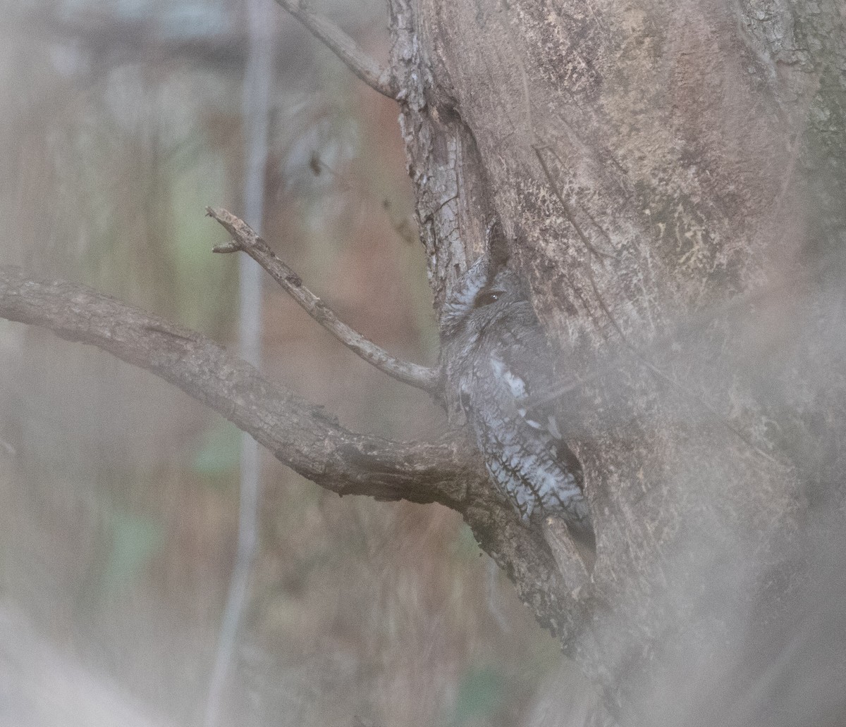 Eastern Screech-Owl - ML647778113