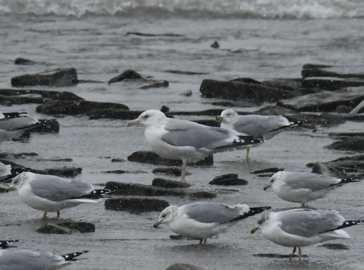 鷗亞科 - ML647778114