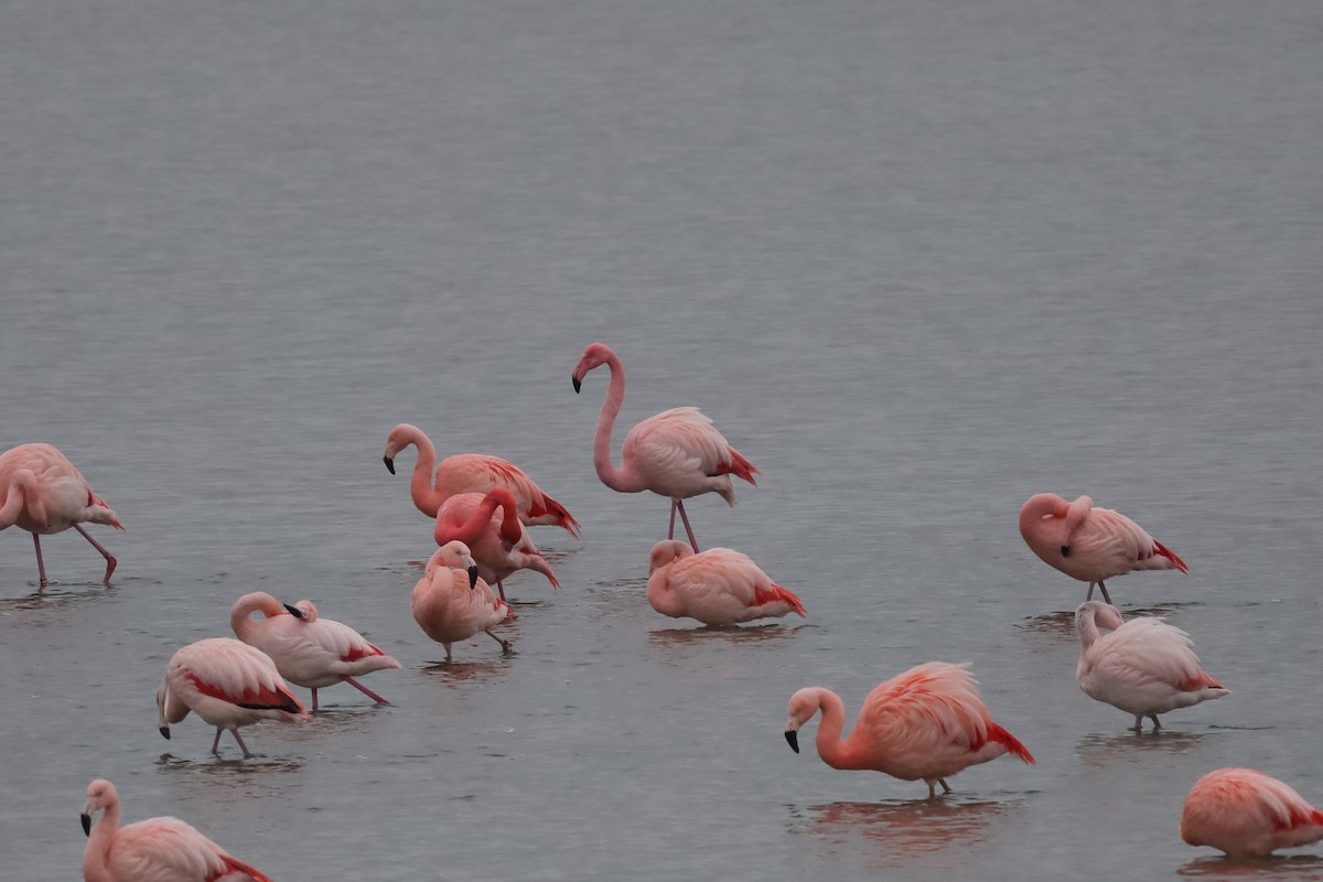 Chilean x Greater Flamingo (hybrid) - ML647778115