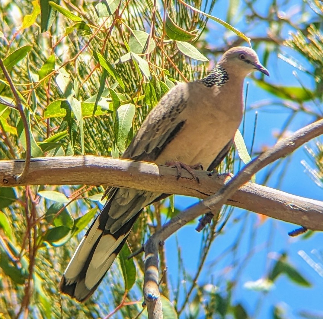 珠頸斑鳩 - ML647778116