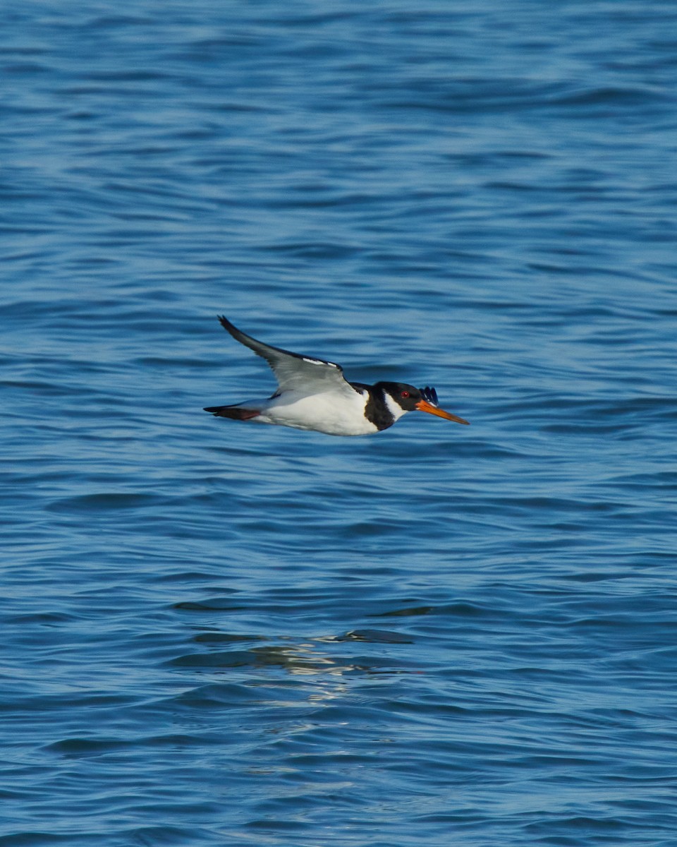 蠣鴴 - ML647778119