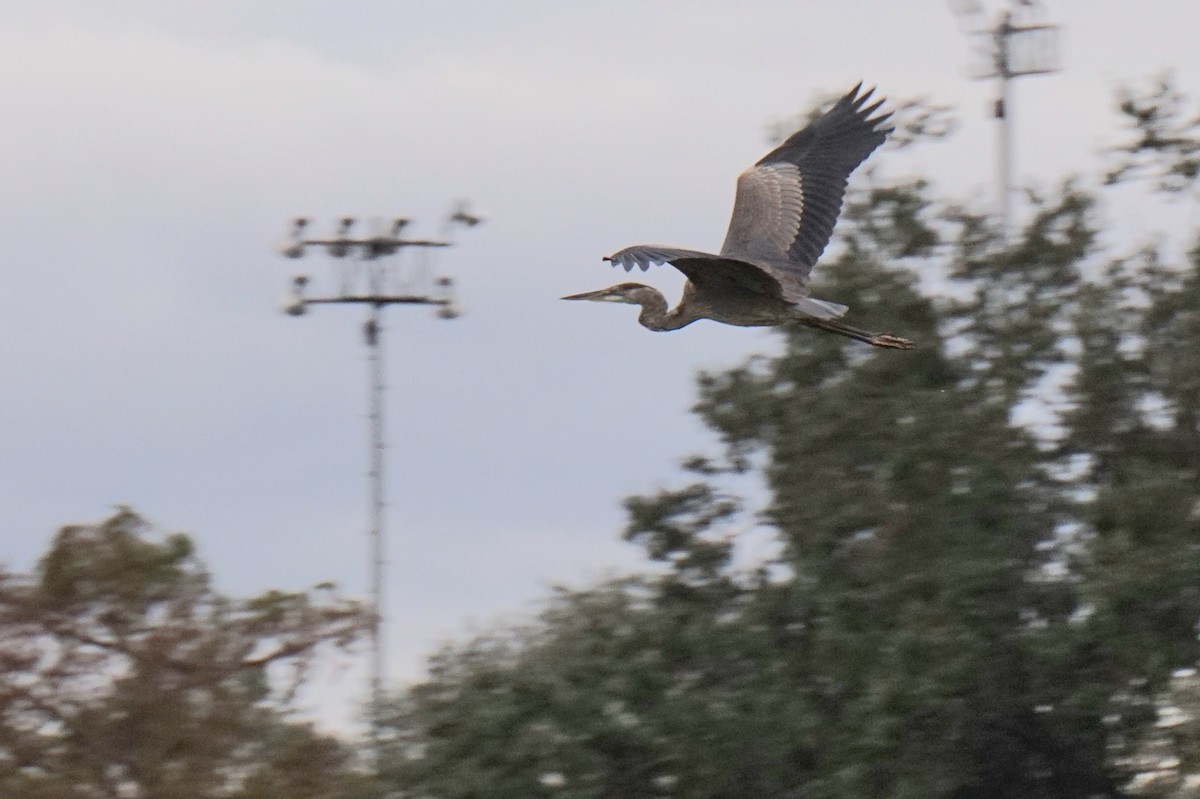 Great Blue Heron - ML647778120