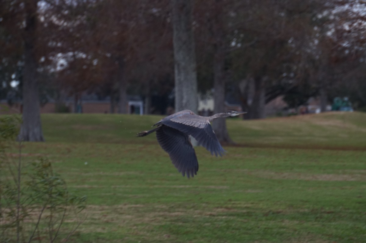 Great Blue Heron - ML647778121