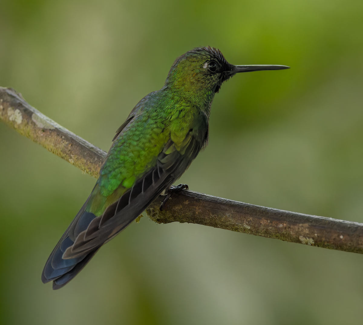 Green-crowned Brilliant - ML647778122