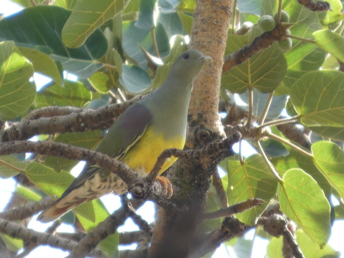 Bruce's Green-Pigeon - ML647778128