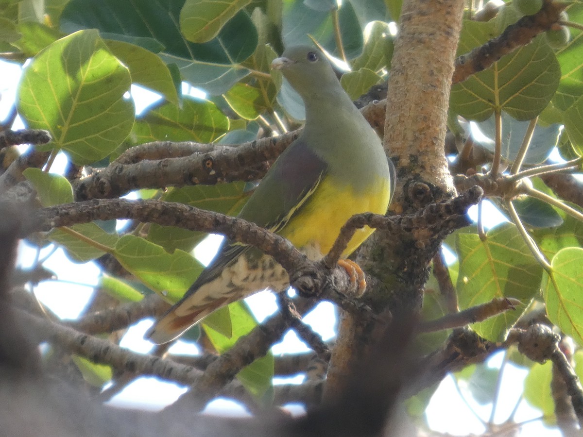 Bruce's Green-Pigeon - ML647778129