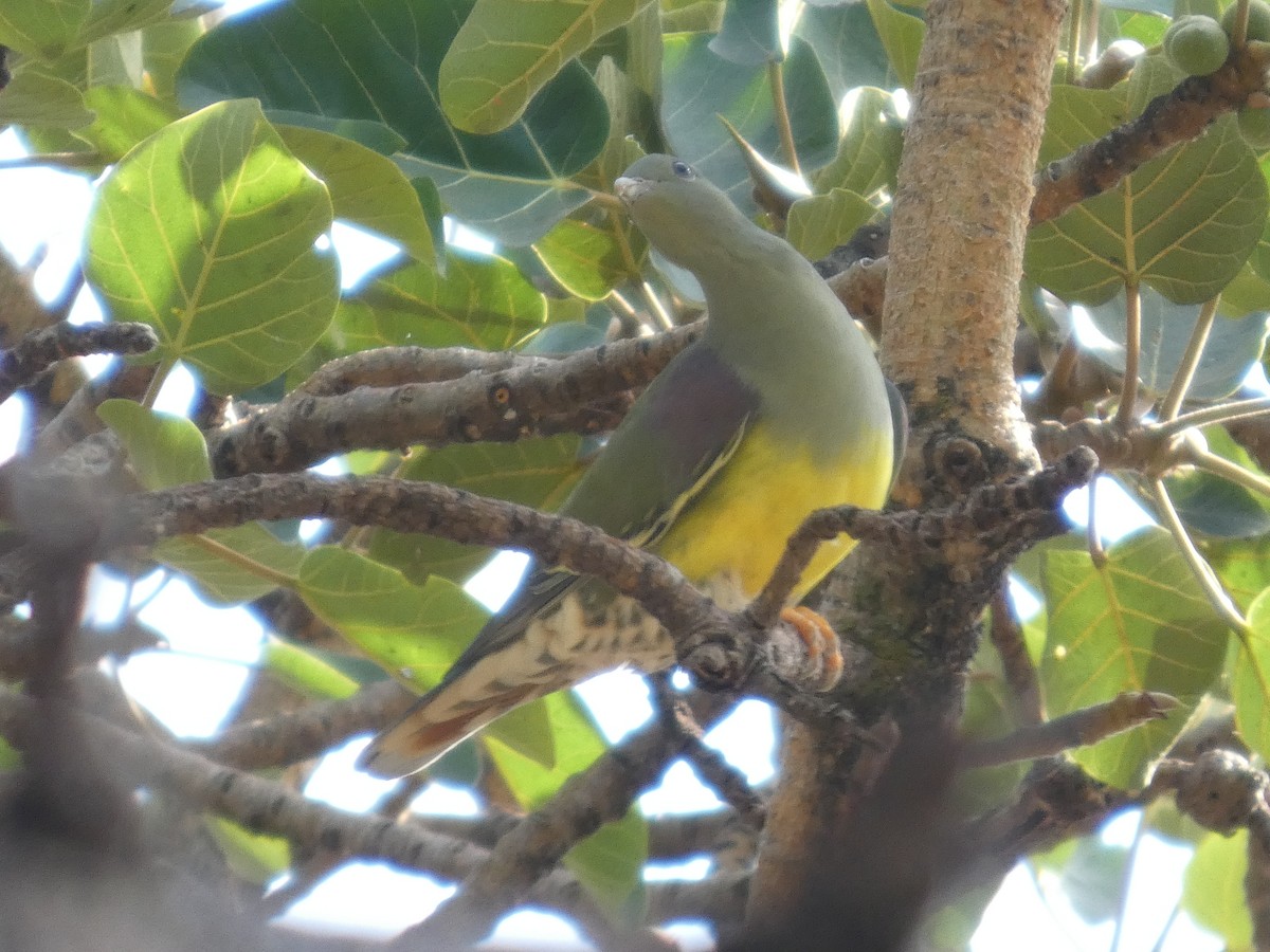 Bruce's Green-Pigeon - ML647778130
