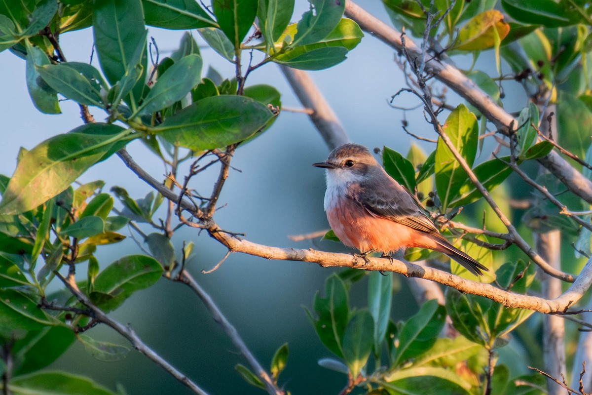 Vermilion Flycatcher - ML647778131