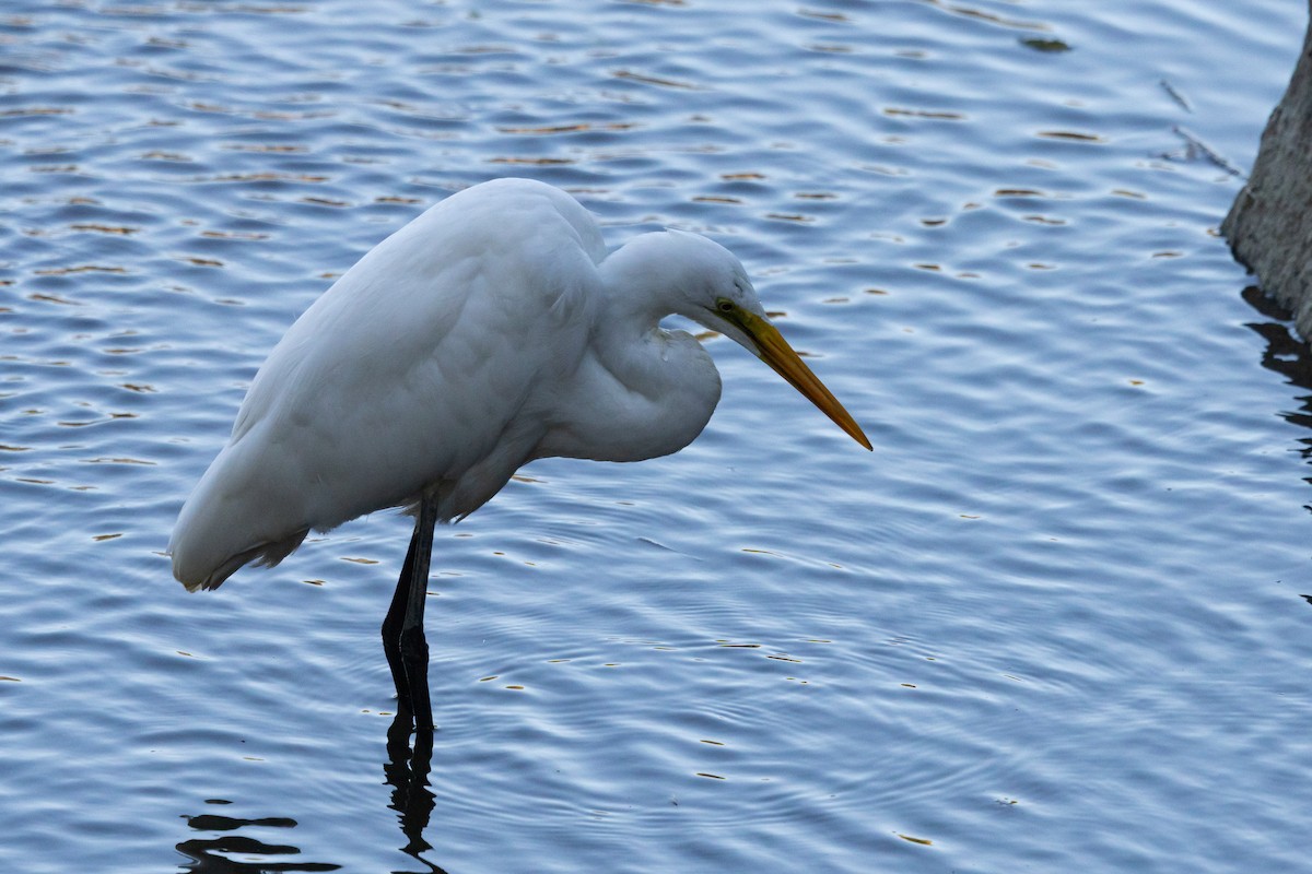 大白鷺(alba) - ML647778133