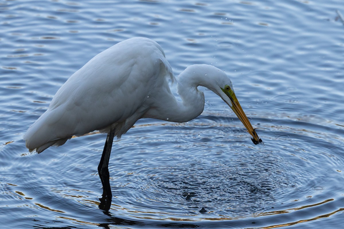 大白鷺(alba) - ML647778134