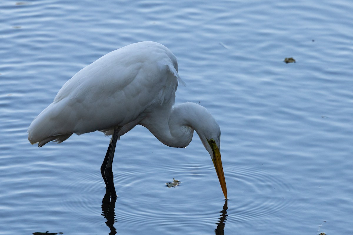 大白鷺(alba) - ML647778135