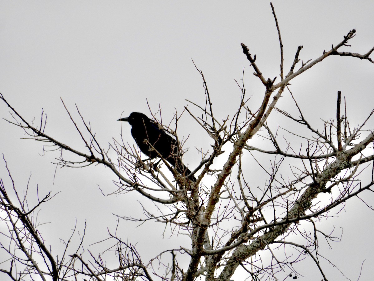 Boat-tailed Grackle - ML647778136