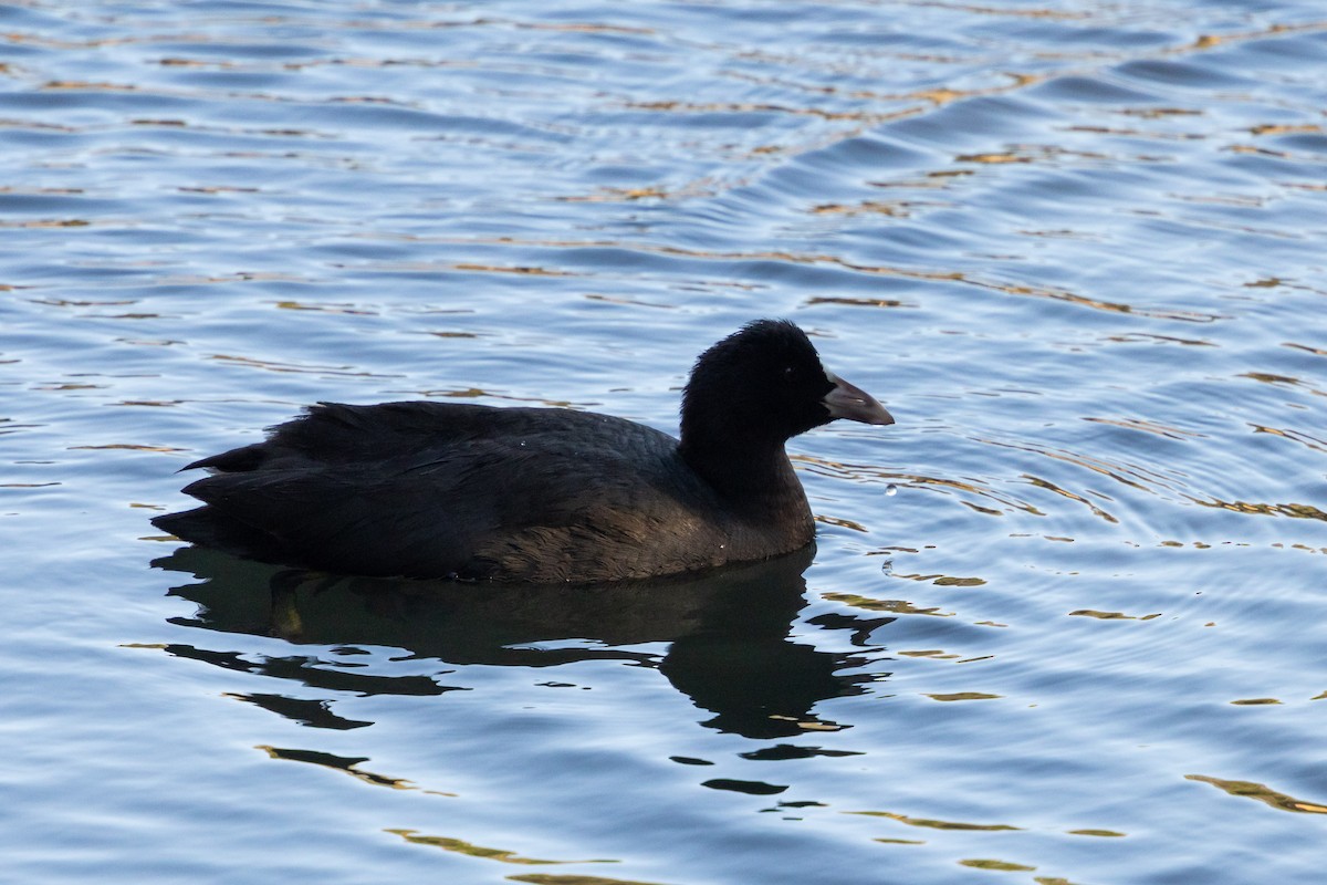 白冠雞 - ML647778137