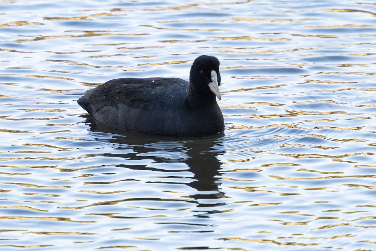 白冠雞 - ML647778138