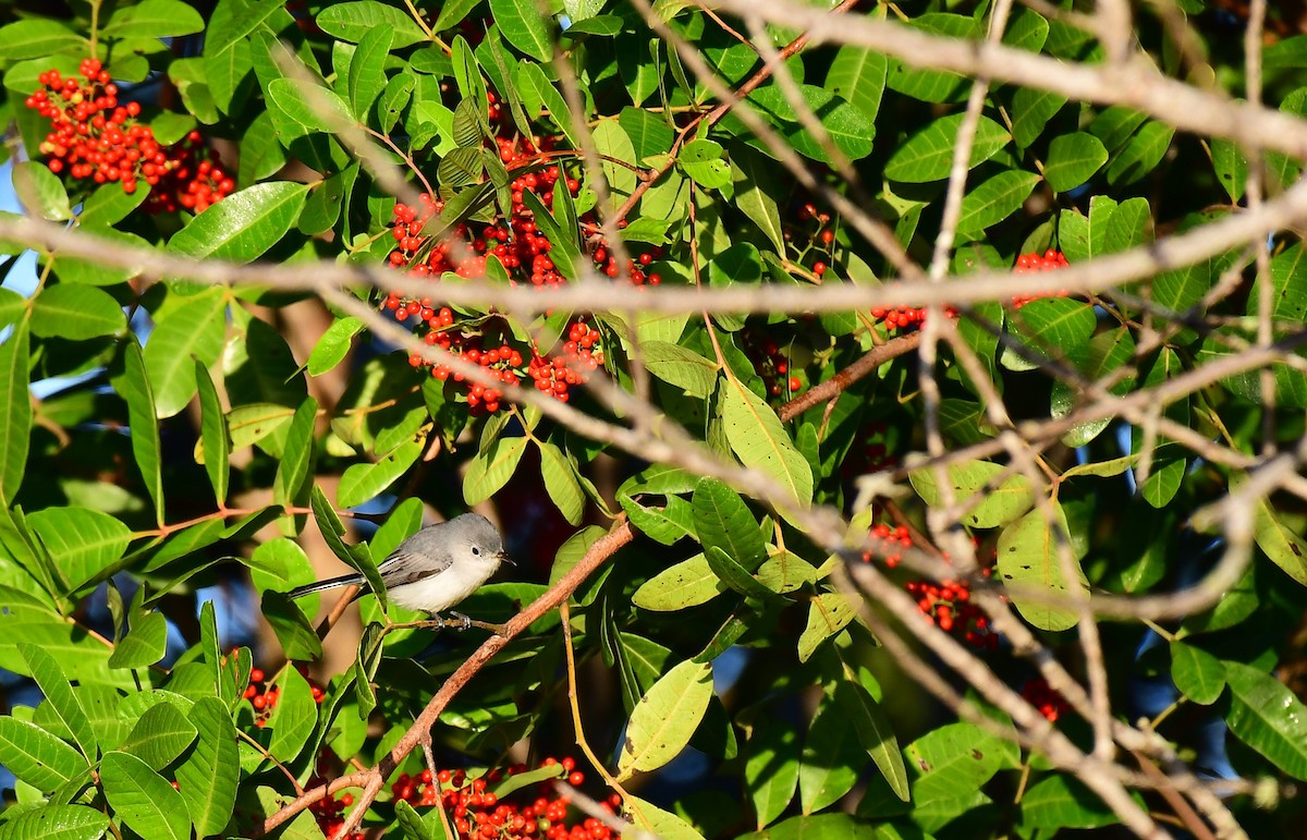 Blue-gray Gnatcatcher - ML647778143