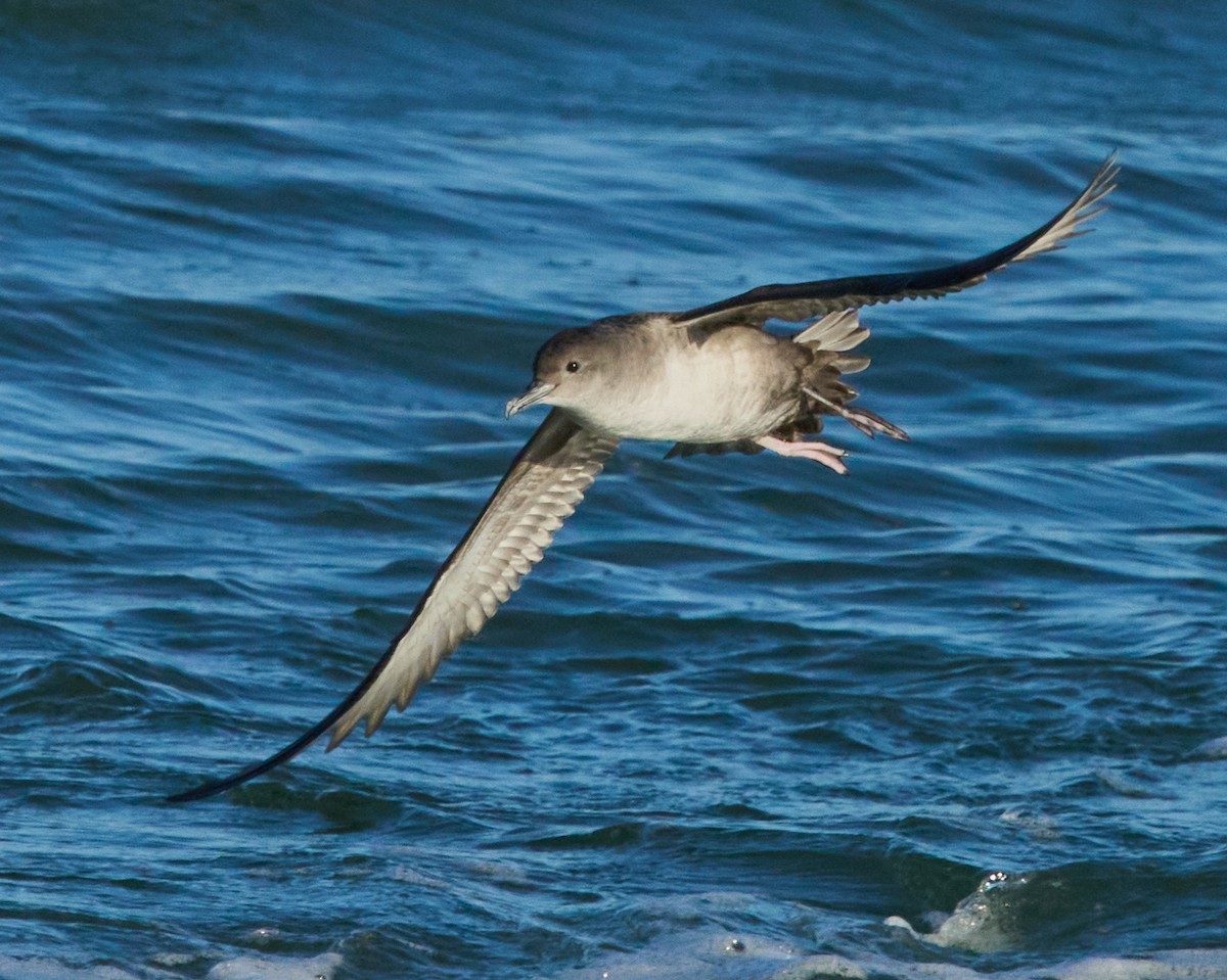 Balearic Shearwater - ML647778163