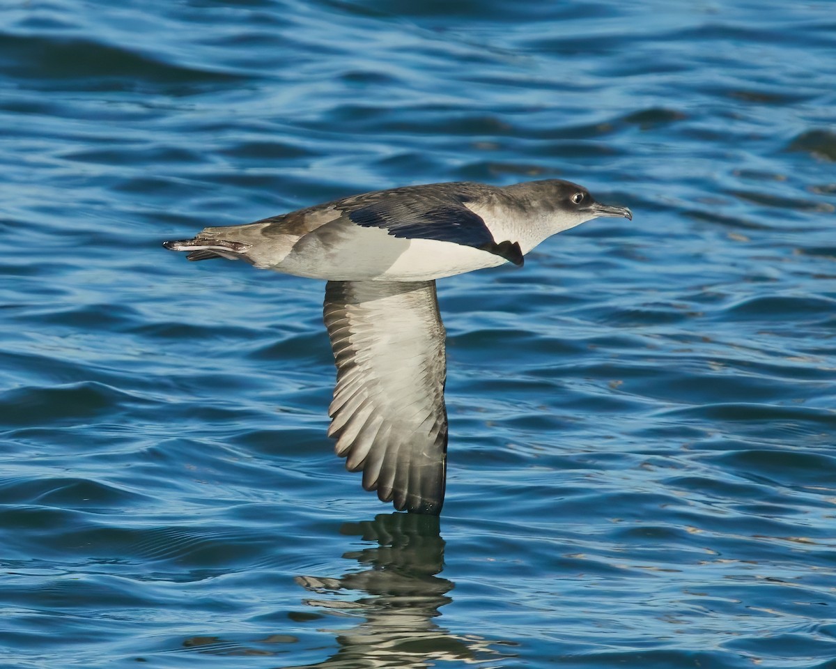 Balearic Shearwater - ML647778165
