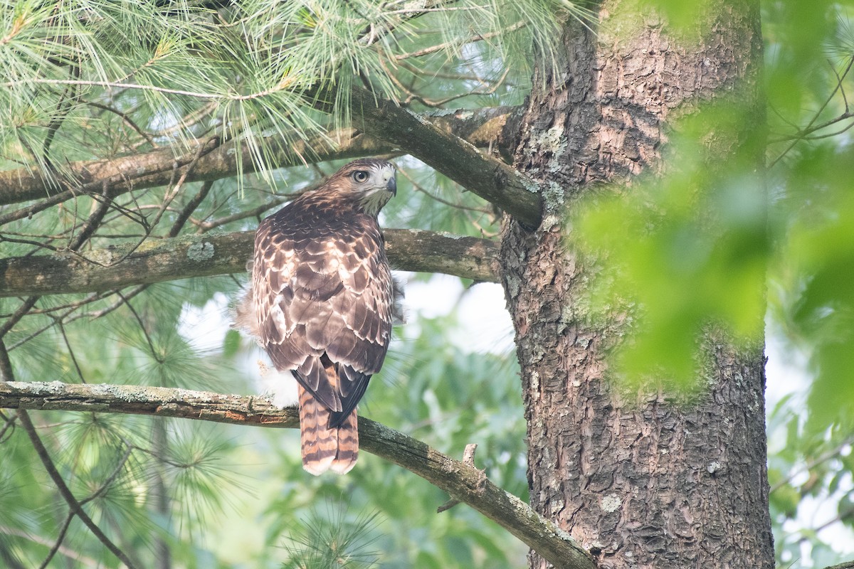 Red-tailed Hawk - ML647778174