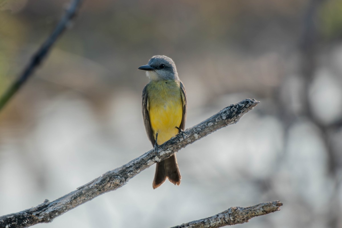 Tropical Kingbird - ML647778175