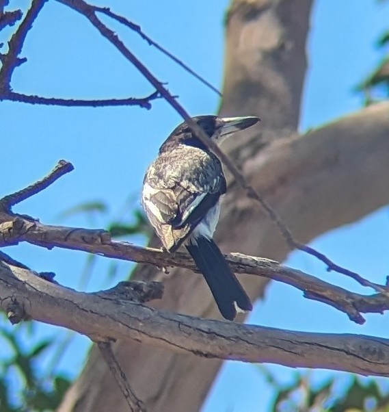 Gray Butcherbird - ML647778176