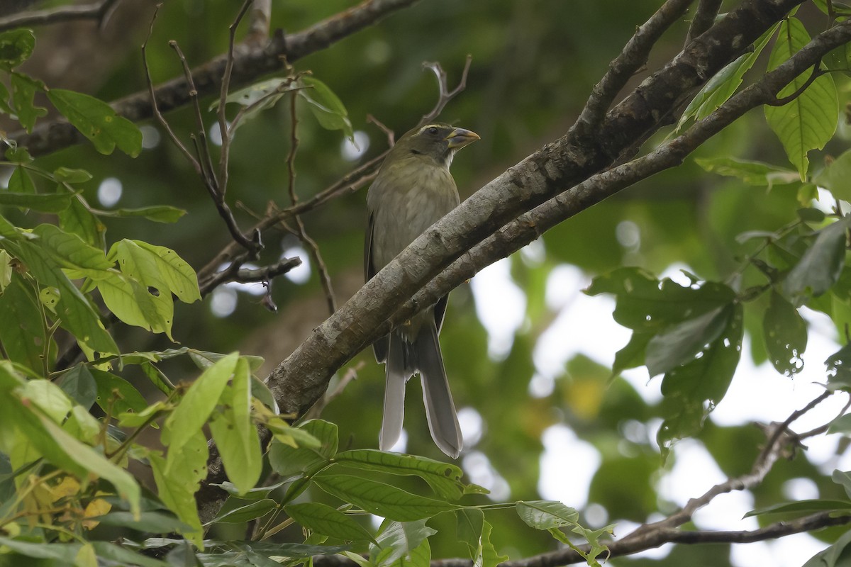 Lesser Antillean Saltator - ML647778178
