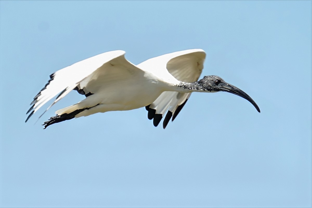 African Sacred Ibis - ML647778180
