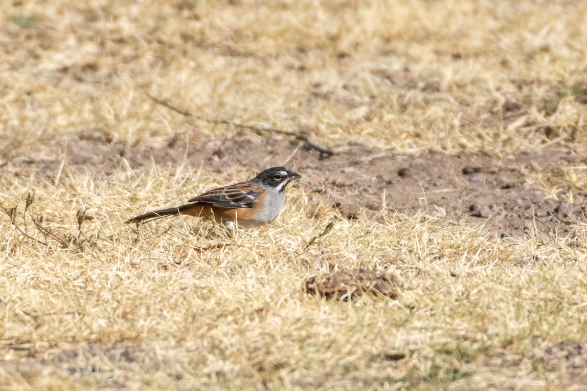 Bridled Sparrow - ML647778181