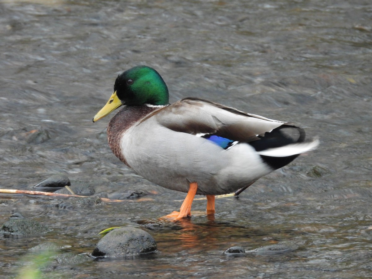Mallard - ML647778182