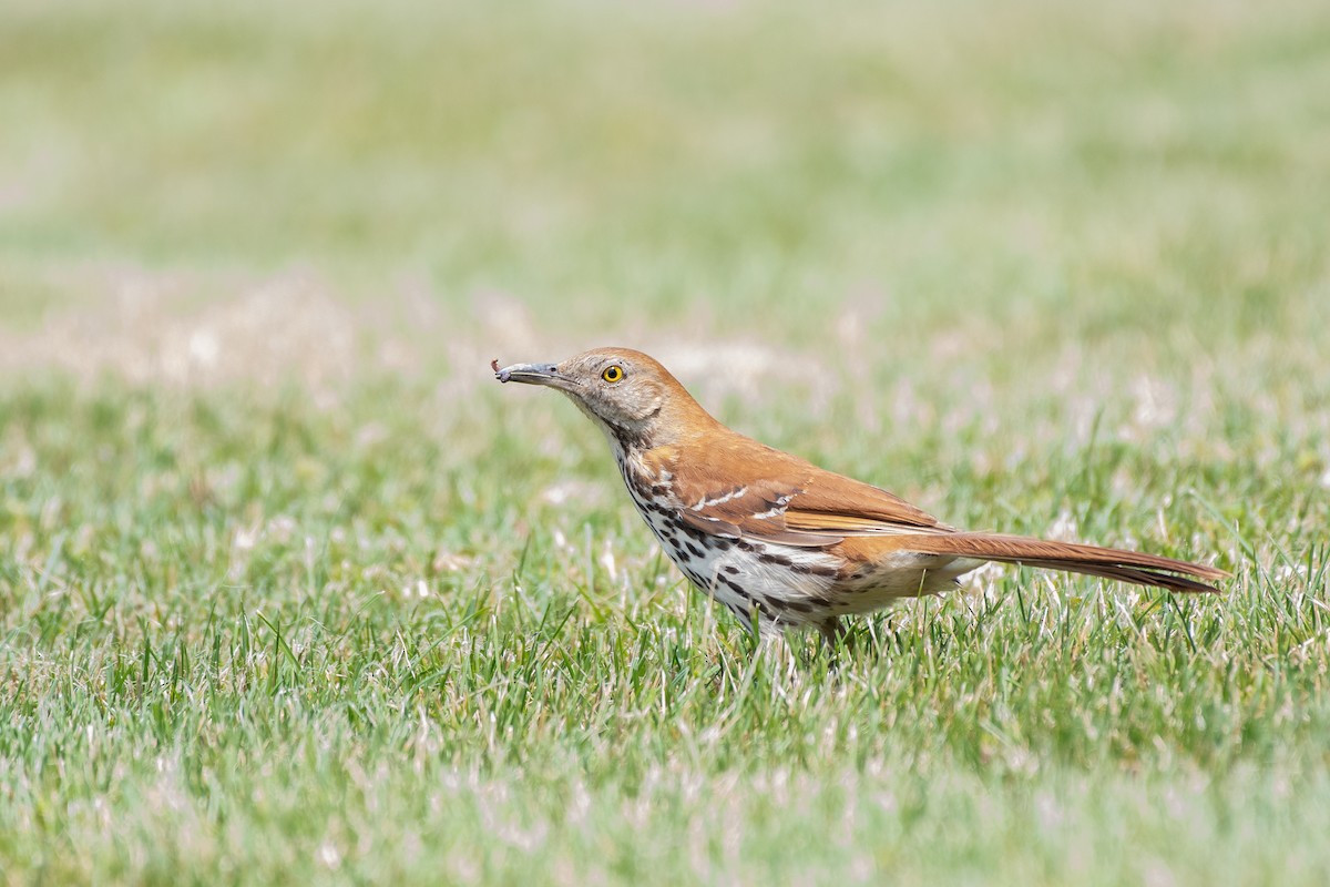 Brown Thrasher - ML647778183