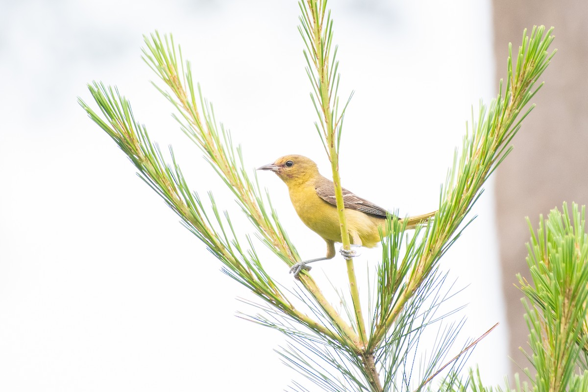 Orchard Oriole - ML647778184