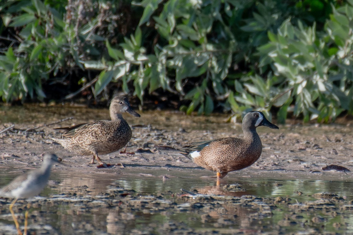 Blue-winged Teal - ML647778185