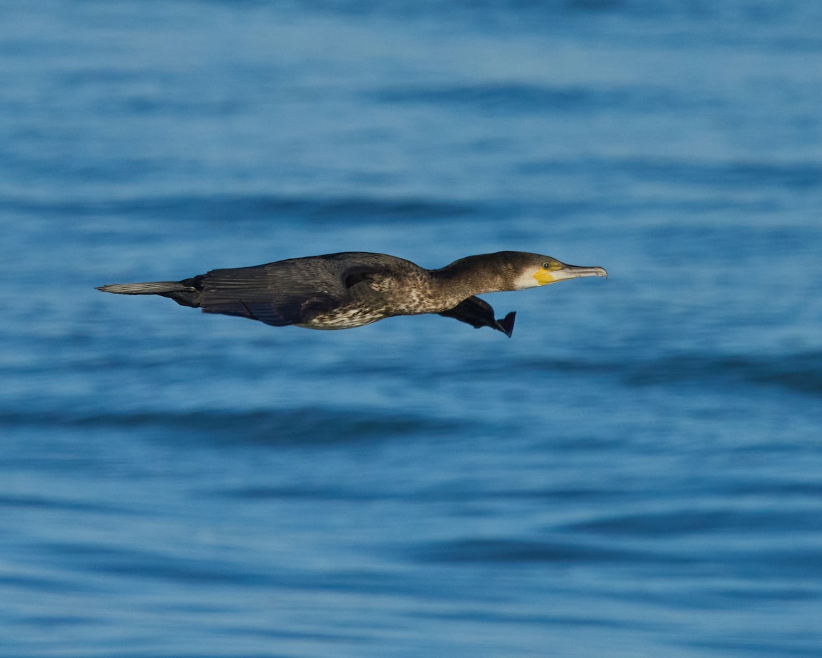 Great Cormorant - ML647778186