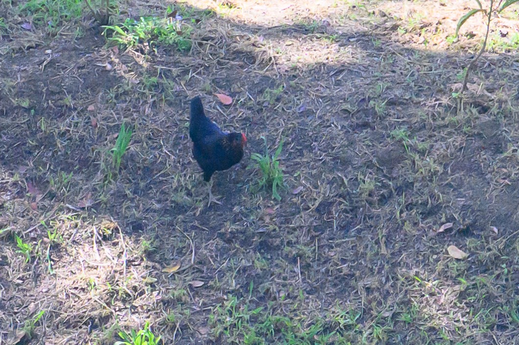 Red Junglefowl - ML647778187