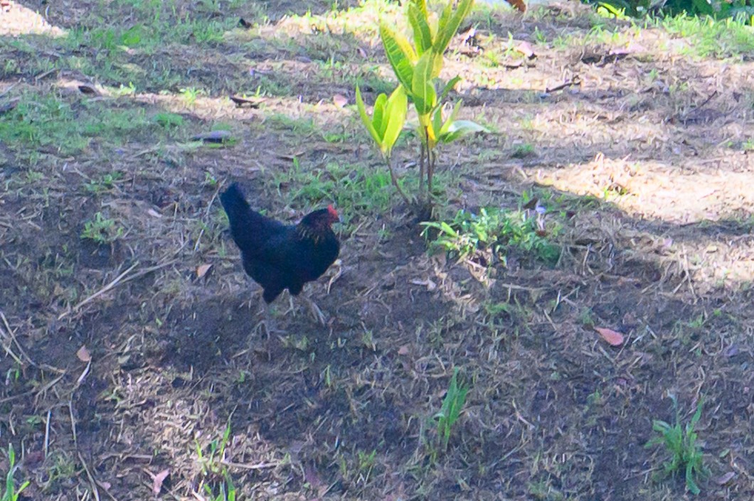 Red Junglefowl - ML647778188