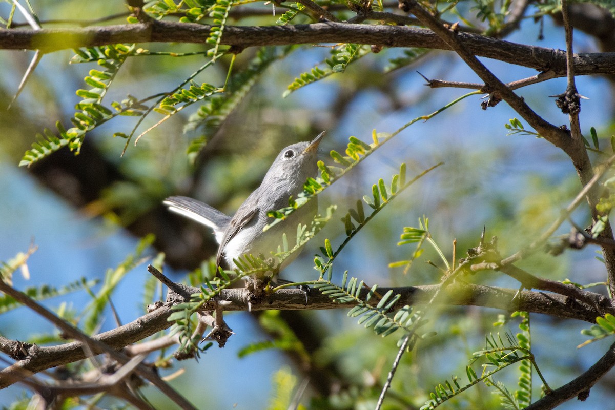 Blue-gray Gnatcatcher - ML647778189