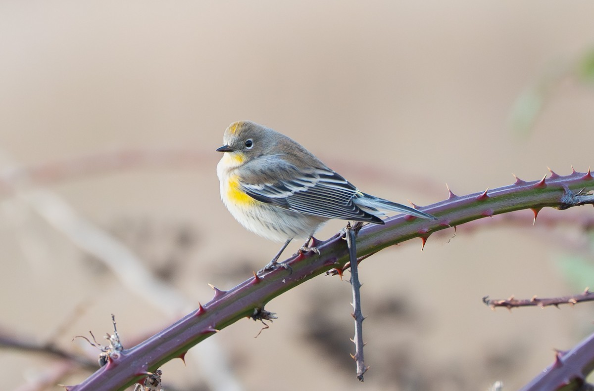 Yellow-rumped Warbler - ML647778190