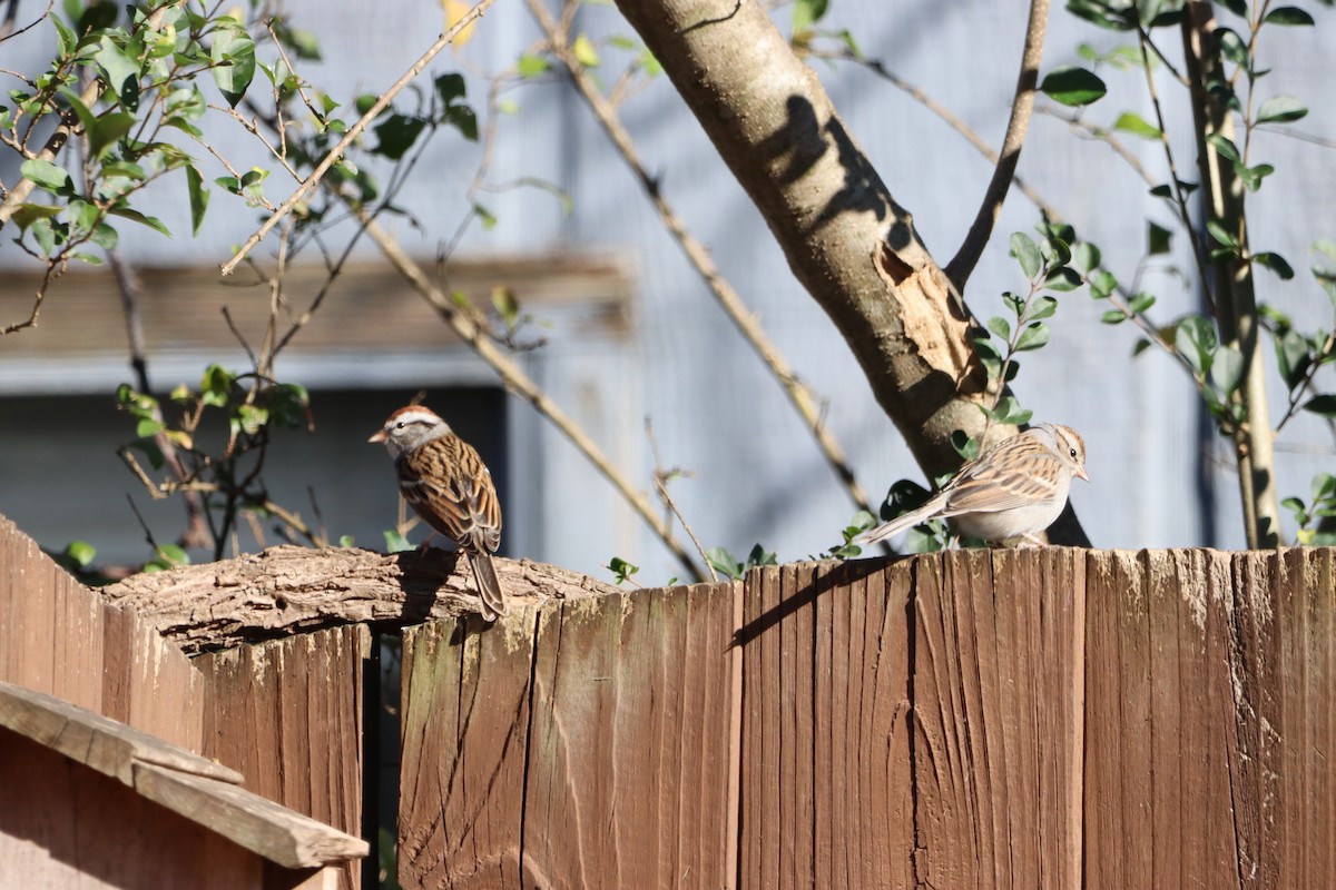 Chipping Sparrow - ML647778191