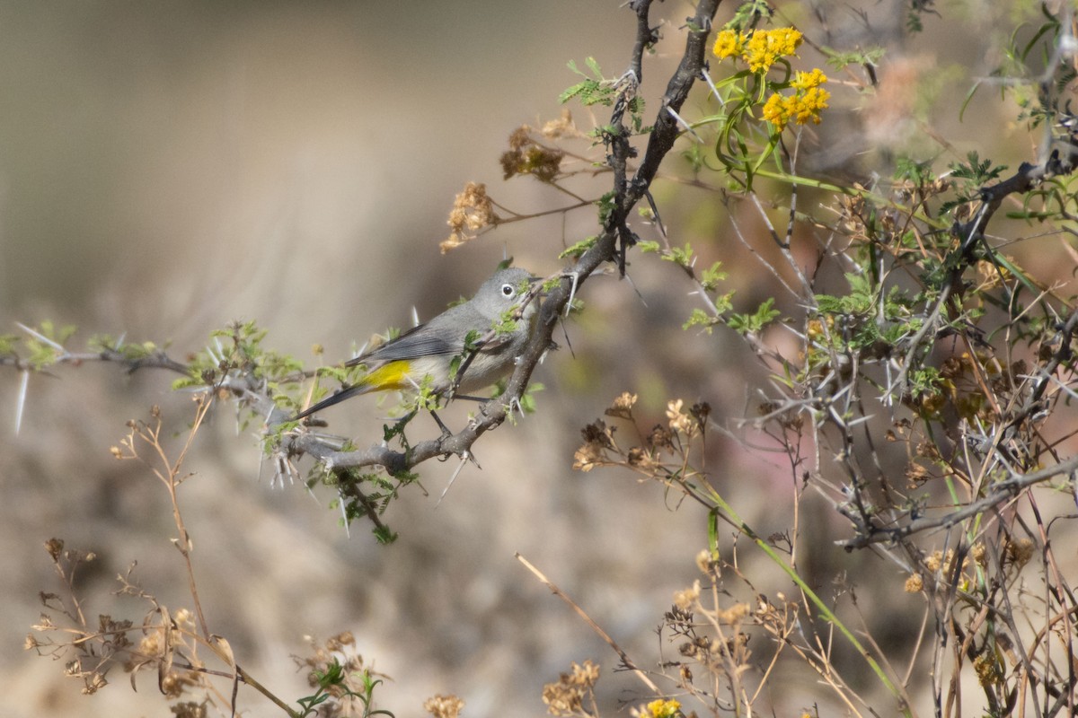 Virginia's Warbler - ML647778192