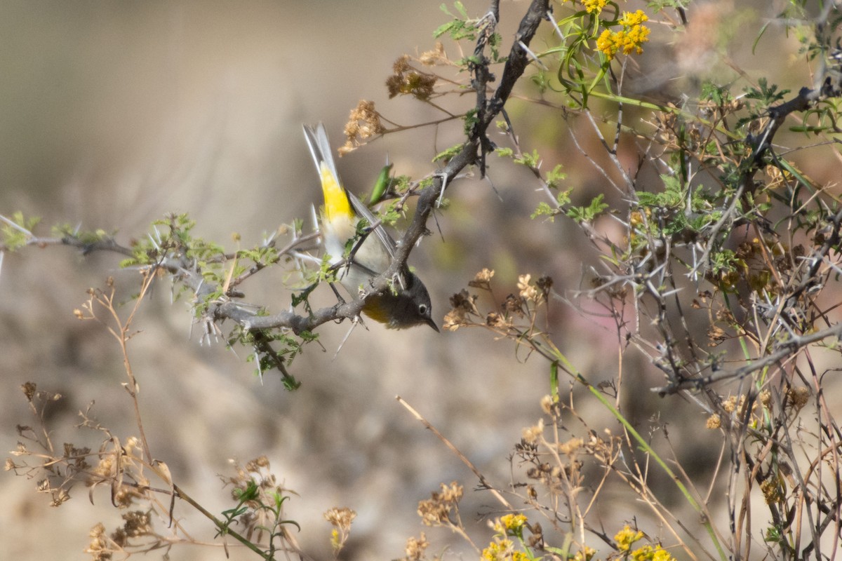 Virginia's Warbler - ML647778193