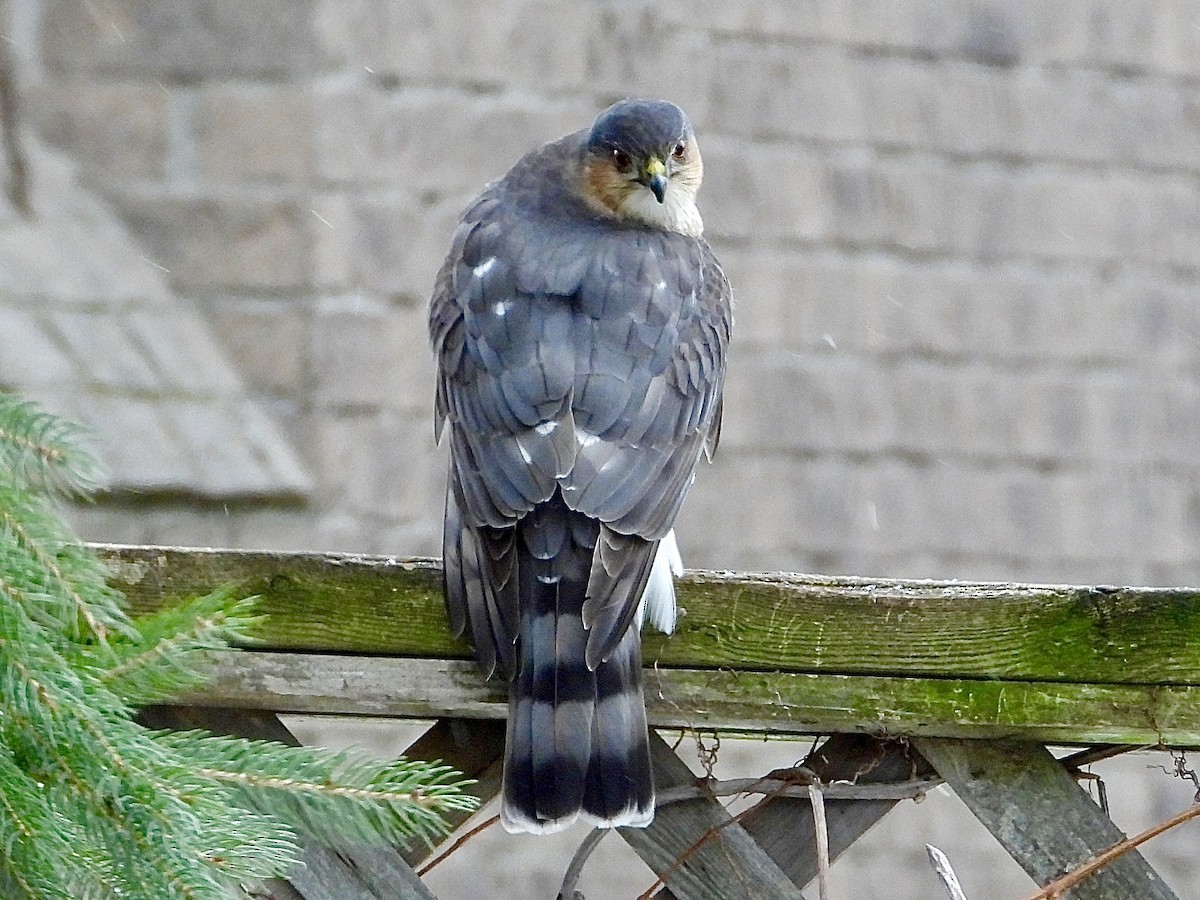 Sharp-shinned Hawk - ML647778197
