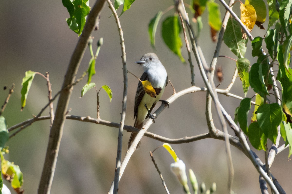 Ash-throated Flycatcher - ML647778199